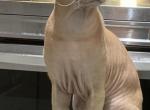 Big Red - Peterbald Cat For Sale/Retired Breeding - Dallas, TX, US