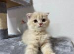 Simba - Scottish Fold Cat For Sale - Miami, FL, US