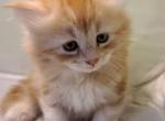 Una - Siberian Cat For Sale - New York, NY, US