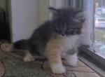 Willow - Siberian Cat For Sale - New York, NY, US