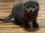 Amelia - Scottish Fold Cat For Sale - Huntington, NY, US