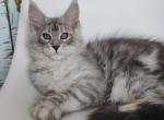 Garmin - Maine Coon Cat For Sale - Hollywood, FL, US