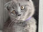 Jerry - British Shorthair Cat For Sale - Huntington, NY, US