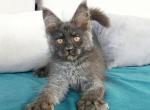 Alhena - Maine Coon Cat For Sale - Hollywood, FL, US