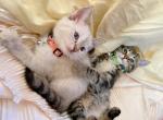 Divine Queen Cattery - Siamese Cat For Sale - Laingsburg, MI, US