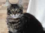 Litter acts - Maine Coon Cat For Adoption - Nashua, NH, US