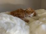 Cardis 3rd - Persian Cat For Sale - Plumas Lake, CA, US