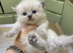 SOLD CFA Registered Blue Point Himalayan Persian - Himalayan Cat For Sale - Conyers, GA, US