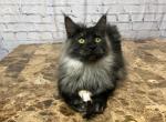 Theo - Maine Coon Cat For Sale - Houston, TX, US