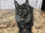 Luna - Maine Coon Cat For Sale - Houston, TX, US