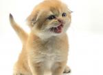 Alvin - Scottish Fold Cat For Sale - Shallotte, NC, US