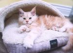 Red  blotched smoke Mark - Maine Coon Cat For Sale - Plainfield, IN, US