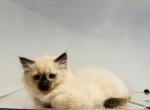 Ragdoll kittens - Ragdoll Cat For Sale - Boston, MA, US