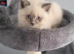 Scoop - Himalayan Cat For Sale - NJ, US