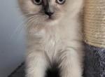 Chilly Willy - Himalayan Cat For Sale - NJ, US