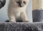 Sealy - Scottish Straight Cat For Sale - NJ, US