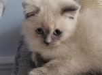 BJ - Himalayan Cat For Sale - NJ, US