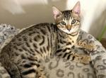 Adorable Bengal Female - Bengal Cat For Sale - Beach Park, IL, US