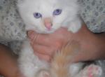 Ragdoll Boys in a Variety of Colors - Ragdoll Cat For Sale - Souderton, PA, US