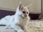 Vasilisa - Maine Coon Cat For Sale - Union City, NJ, US