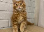 Tyson - Maine Coon Cat For Sale - NY, US