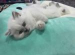 Fluffy - Scottish Straight Cat For Sale - Hanover Park, IL, US