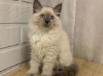 Vanessa - Siberian Cat For Sale - NY, US