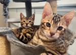 Bengal Male - Bengal Cat For Sale - Everett, WA, US