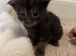 Smoke grey and black Maine Coon - Maine Coon Cat For Sale - Chapel Hill, NC, US