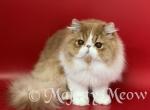 George - Persian Cat For Sale - Yucca Valley, CA, US