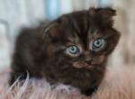 Serendipity - Munchkin Cat For Sale - Joplin, MO, US