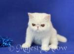 Nicola - Exotic Cat For Sale - Yucca Valley, CA, US