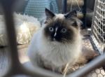 Smokey - Ragdoll Cat For Sale - Tallahassee, FL, US