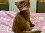 King - Somali Cat For Sale - Odesa, Odessa Oblast, UA