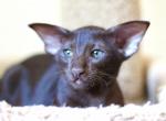 Chocolate - Oriental Cat For Sale - Brooklyn, NY, US