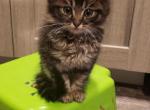 Ragdoll x Maine Coon hybrid runt of litter - Maine Coon Cat For Sale - Windsor, NY, US