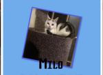 Milo - Munchkin Cat For Sale/Retired Breeding - FL, US