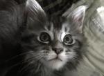 Reserved Baby girl Dee Dutchess available today - Maine Coon Cat For Sale - Chipley, FL, US