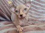 Gloria - Sphynx Cat For Sale - Norwalk, CT, US