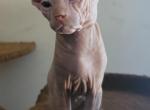 Timber  Male Sphynx Elf - Sphynx Cat For Sale - Boston, MA, US