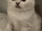 Fold Paws - Scottish Fold Cat For Sale - Miami, FL, US