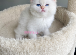 Scottish straight colorpoint female kitten - Scottish Straight Cat For Sale - Thornton, CO, US