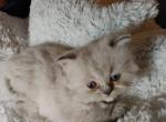 Adorable Registered Himalayan Female - Himalayan Cat For Sale - Perry, FL, US