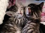 Craven Blues Original Color Bobcat Hybrid Kittens - Exotic Cat For Sale - New Bern, NC, US