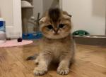 Mint - Scottish Fold Cat For Sale - Houston, TX, US