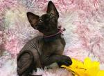 Mi Amore Sphinx Agata - Sphynx Cat For Sale - Mundelein, IL, US