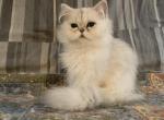 Brad - Persian Cat For Sale - Williamsburg, VA, US