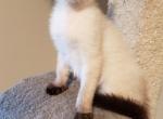 Ragdoll x Siamese TCA Registered hybrid - Siamese Cat For Sale - Windsor, NY, US