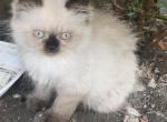 himalayan kittens - Himalayan Cat For Sale - Mount Prospect, IL, US