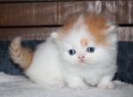 Brody - Munchkin Cat For Sale - 